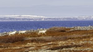 Reindeer traverse the Norwegian hinterlands. Photo: Globalstar.