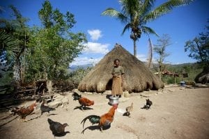 Batista Dos Santos stands in front of her traditional home, surrounded by roosters, in Bertakefe, Timor-Leste. Photo: UN/Martine Perret.