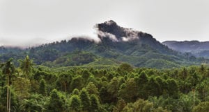 Nestle taps Airbus Satellite Monitoring for Deforestation