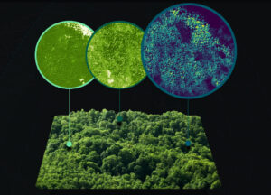 Planet Releases New Forest Carbon Diligence Dataset, Archiving 10 Years of Carbon Data